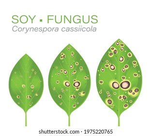 Soybean leaf disease. Soy leaf with fungus. Disease known as spot. Fungicides. Soy sick. Mancha. Mancha-alvo. Brazilian. Brasil. Corynespora cassiicola.