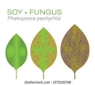 Soybean leaf disease. Soy leaf with fungus. Disease known as Asian rust. Fungicides. Soy sick. Ferrugem. Ferrugem Asiatica. Brazilian. Brasil. Phakopsora pachyrhizi.