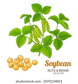 Soybean Plant Colored Detailed Illustration