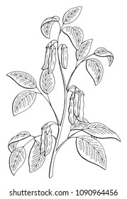 Soybean plant graphic black white isolated sketch illustration vector