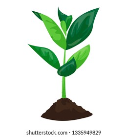 Soybean plant in ground icon. Cartoon of soybean plant in ground vector icon for web design isolated on white background