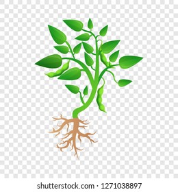 Soybean plant grow up icon. Cartoon of soybean plant grow up vector icon for web design for web design