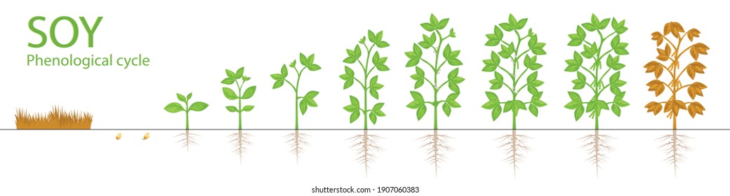 Wachstum der Sojabohnen-Pflanzen. Phenologischer Zyklus. Blätter, Blumen, Pflanzen, Soja, Samen. Flache Illustration.