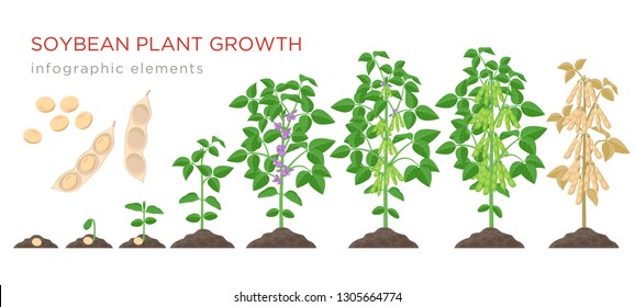 Soybean plant growth stages infographic elements. Growing process of soya beans from seeds, sprout to mature soybeans, life cycle of plant isolated on white background vector flat illustration.