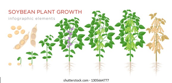 Soybean plant growth stages infographic elements. Growing process of soya beans from seeds, sprout to mature soybeans, life cycle of plant isolated on white background vector flat illustration.