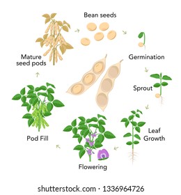 Soybean plant growth stages infographic elements in flat design. Planting process from seeds, sprout to ripe vegetable, soya bean life cycle isolated on white background, vector stock illustration.