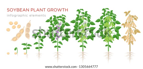 大豆植物の生育段階は インフォグラフィックエレメント 白い背景に大豆 芽 成熟大豆 植物のライフサイクル ベクター平面イラスト のベクター画像素材 ロイヤリティフリー