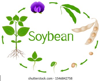 Soybean plant growth stages isolated on white background.