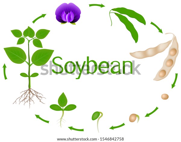 Soybean Plant Growth Stages Isolated On Stock Vector (Royalty Free ...
