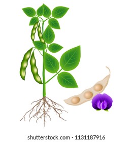 Soybean Plant With A Pod And Flower On A White Background.