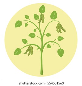 Soybean Plant Soy Flat Design Vector Icon Isolated On Circle