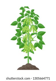 Soybean Plant Vector Illustration Isolated On White Background. Soya Bean In Flat Design Growing In The Soil With Green Pods And Foliage.