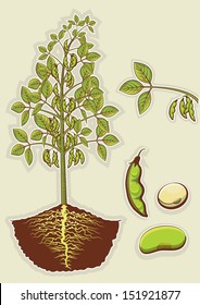 Soybean Plant.Vector Green Illustration Isolated