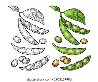 Soybean pod close and open with leaves and seeds. Vector color vintage engraving illustration for menu, poster, label. Isolated on white background