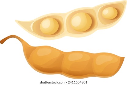 Soybean pod open with three beans visible, whole pod alongside. Detailed food illustration, soy products concept. Agriculture and vegetarian food vector illustration.