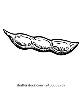soybean pod seed icon. Sketch Outline Vector Illustration