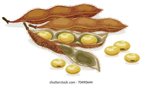 Soybean. Realistic vector illustration.