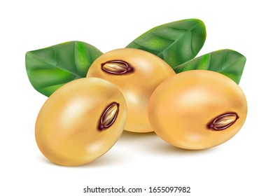 Soybean seed set with green leaf in 3d illustration. Realistic vector in 3D elements.