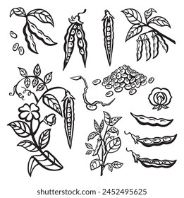 Soybean set with pods, sprouts and stems. Vector illustration line outline