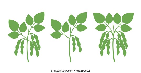 soybean plant illustration