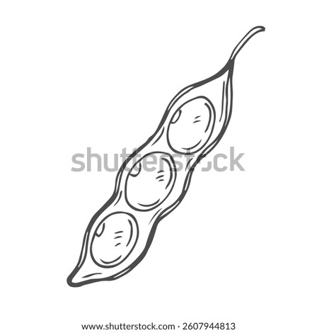 Soybean sketch vector illustration. Soya been pod in doodle style