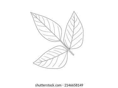 The soybean, soy bean, or soya bean (Glycine max) leaf vector isolated on white background