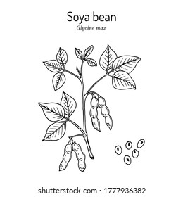 Soybean, or soya bean (Glycine max). Hand drawn botanical vector illustration