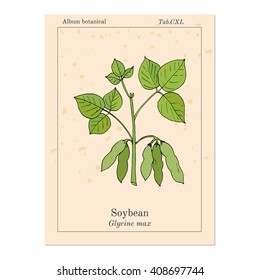Soybean, or soya bean (Glycine max). Hand drawn botanical vector illustration
