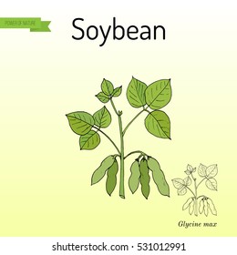 Soybean, or soya bean (Glycine max). Hand drawn botanical vector illustration