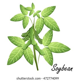 Soybean  (soya, Glycine Max). Hand Drawn Vector Illustration Of Soybean Plant With Bean Pods On White Background. 