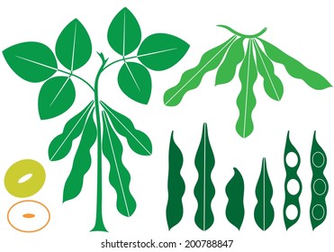 Soybean vector. Isolated soubean on white background