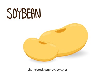 Soybean vector. Soybean on white background. free space for text.