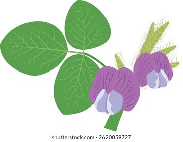 soybeans flower, purple soybean flowers with leaves.
