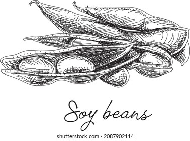 Soybeans. Sketchy hand-drawn vector illustration.