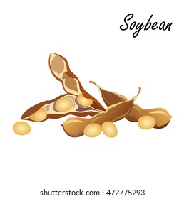 Soybeans (soya, Glycine max). Hand drawn vector illustration of soy pods with beans on white background. 