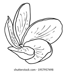 Spa salon Plumeria flower line art element design. Yoga Oil aromatherapy and hot massage studio, welcome symbol. Drawing Frangipani flower open bud. Vector. 