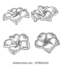 Spa salon Plumeria flower line art element design set. Yoga Oil aromatherapy and hot massage studio, welcome symbol. Drawing Frangipani flower open bud. Vector. 