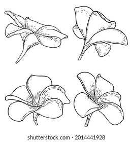 Spa salon Plumeria flower line art element design set. Yoga Oil aromatherapy and hot massage studio, welcome symbol. Drawing Frangipani flower open bud. Vector. 