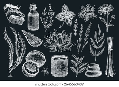 Spa and wellness hand drawn vector illustrations. Relaxation design elements on chalkboard. Herbal medicine sketches set. NOT AI generated