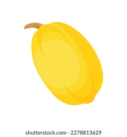 Spaghetti squash. Vector illustration isolated on white background. For template label, packing, web, menu, logo, textile, icon