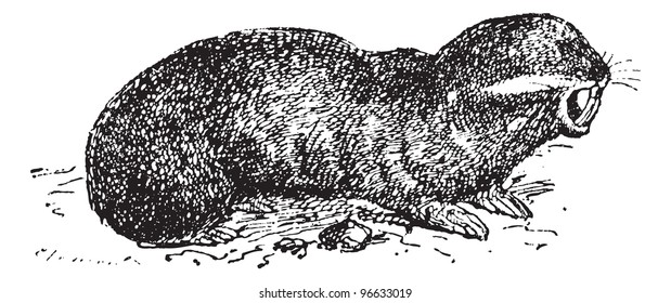 Spalax or mole rat, vintage engraved illustration. Dictionary of words and things - Larive and Fleury - 1895.