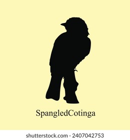 Spangled Cotinga Perched Hand Drawn Detailed Bird Silhouette
