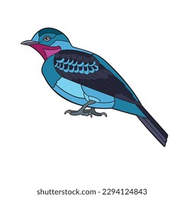 Spangled Cotinga. Vector illustration isolated on white background.
