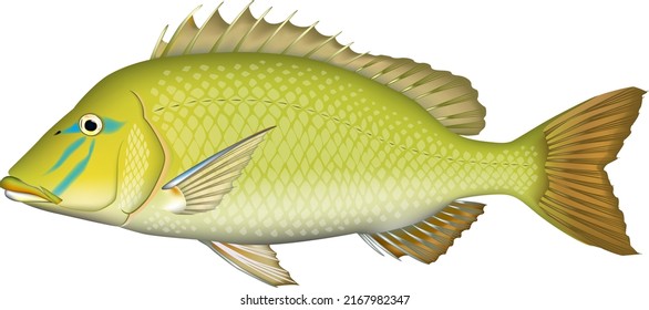 'Spangled emperor' fish illustration. Vector EPS format.