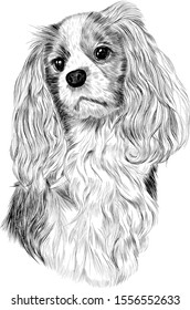 Spaniel black and white sketch