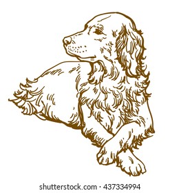 spaniel dog hand drawn illustration