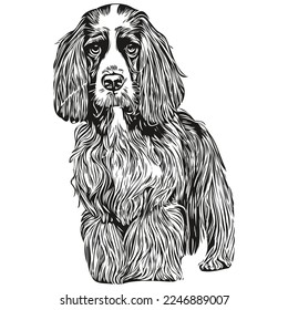 Spaniel English Springer dog hand drawn logo line art vector drawing black and white pets illustration
