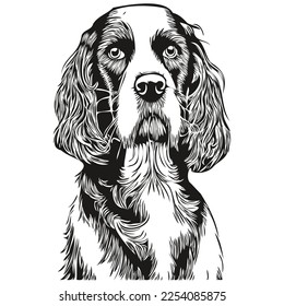 Spaniel English Springer dog hand drawn vector line art drawing black and white logo pets illustration
