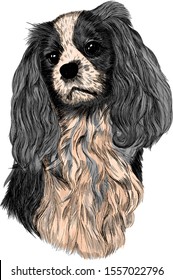 Spaniel gray with light breast