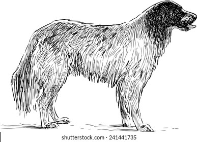  spaniel sketch